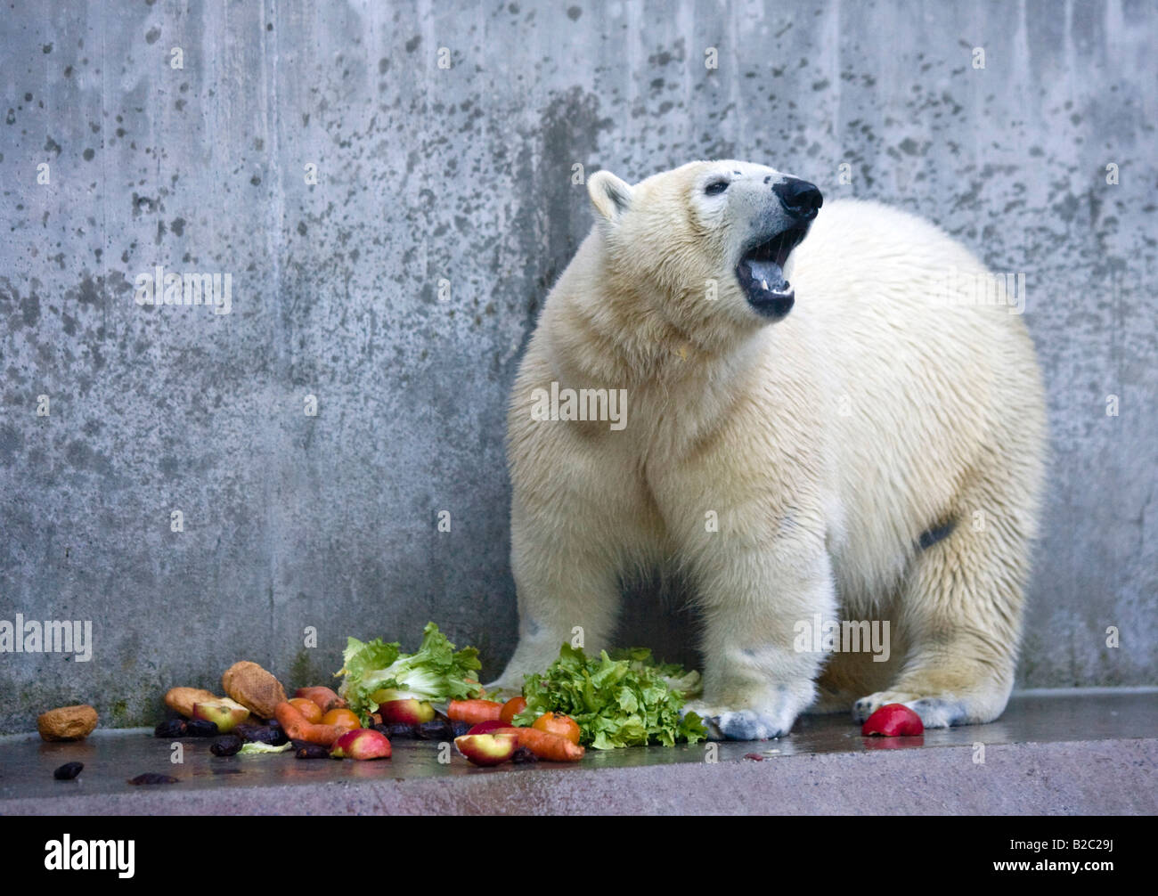 Jeune femelle ours polaire (Ursus maritimus), Tierpark Hellabrunn Zoo, Munich, Bavière, Allemagne Banque D'Images