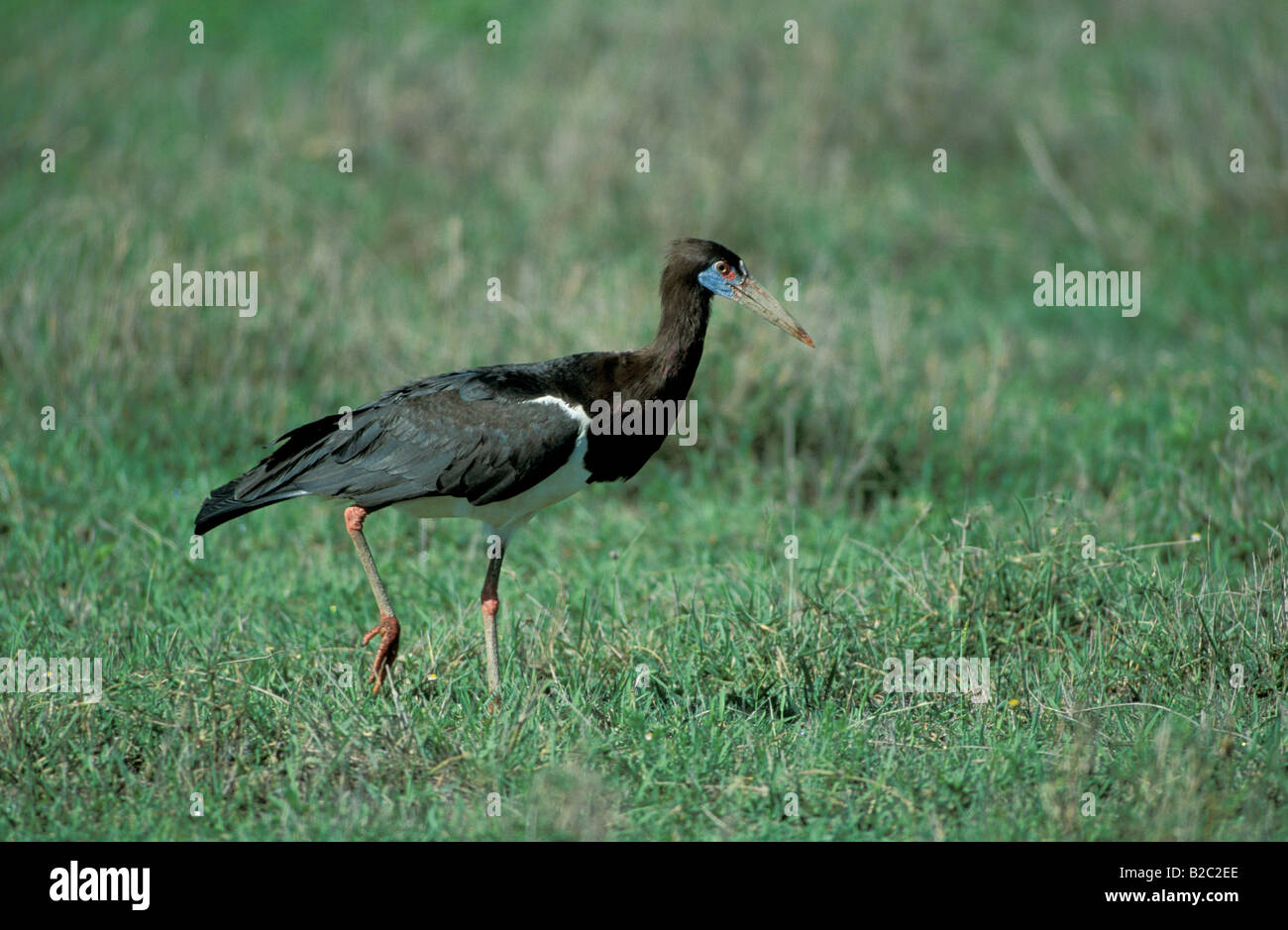 Abdim's Stork ou à ventre blanc (Ciconia abdimii Cigogne), le cratère du Ngorongoro, en Tanzanie, l'Afrique Banque D'Images