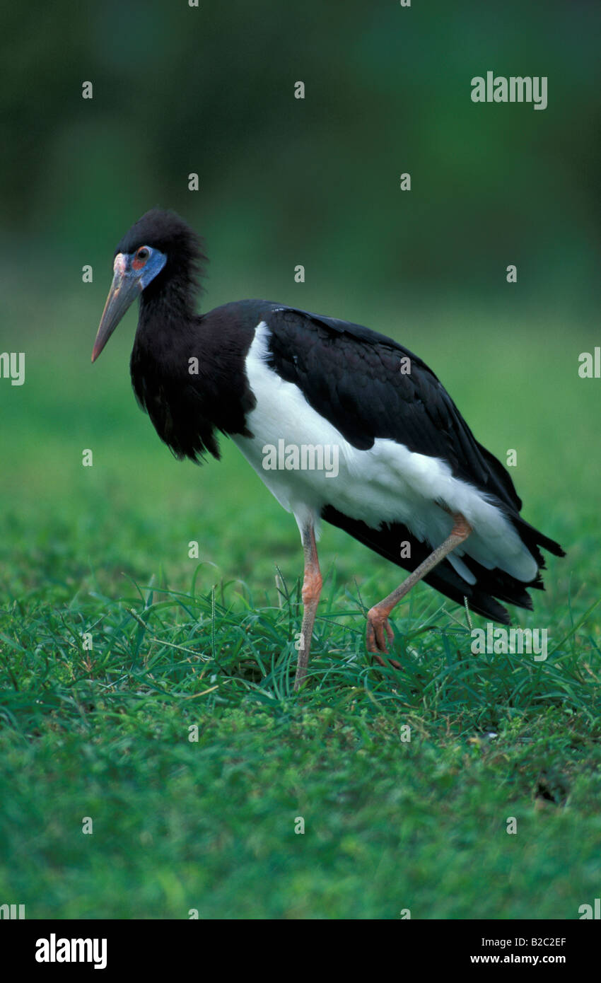 D'Abdim Cigogne, White-bellied Stork (Ciconia abdimii) Banque D'Images