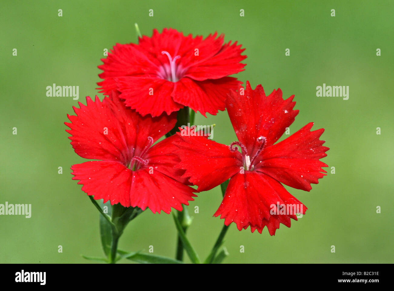 Sweet William (Dianthus barbatus), fleurs, Heddesheim, Bade-Wurtemberg, Allemagne, Europe Banque D'Images