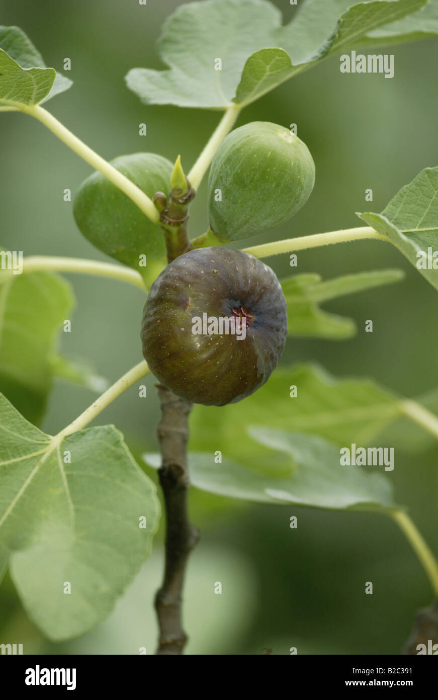 Fig commun (Ficus carica), de fruits Banque D'Images