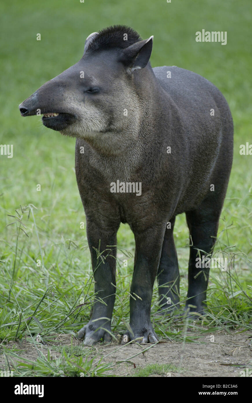 Tapir brésilien ou le tapir (Tapirus terrestris Flatland), adulte Banque D'Images