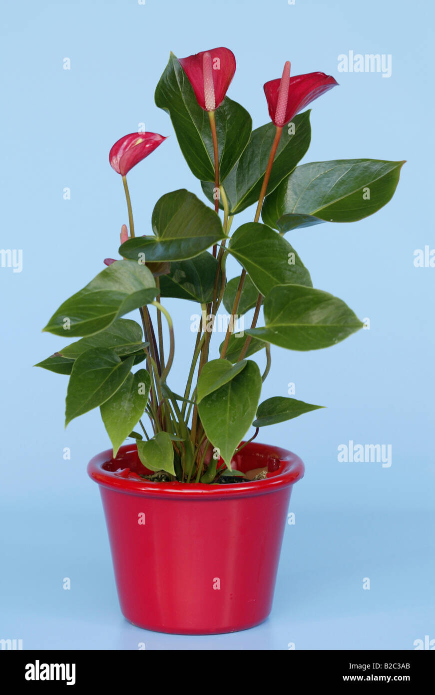 Flamingo Lily (genre Anthurium ), plante en pot Banque D'Images
