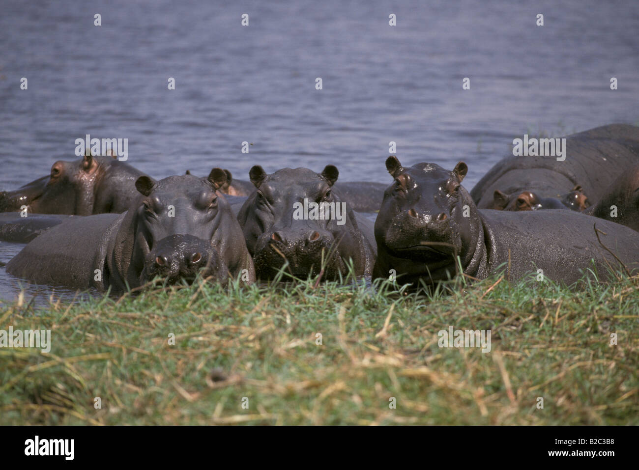 Groupe d'hippopotames dans l'eau, Chobe National Park, Botswana, Africa Banque D'Images