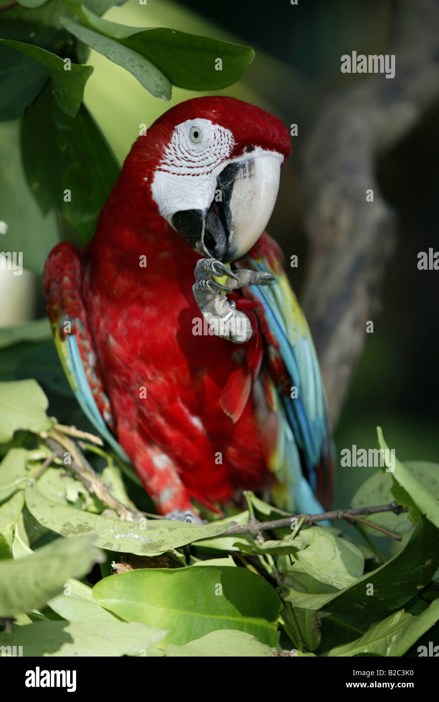 Ara à ailes vertes ou rouge et vert Macaw (Ara chloroptera), adulte, l'alimentation, originaire de l'Amérique du Sud Banque D'Images