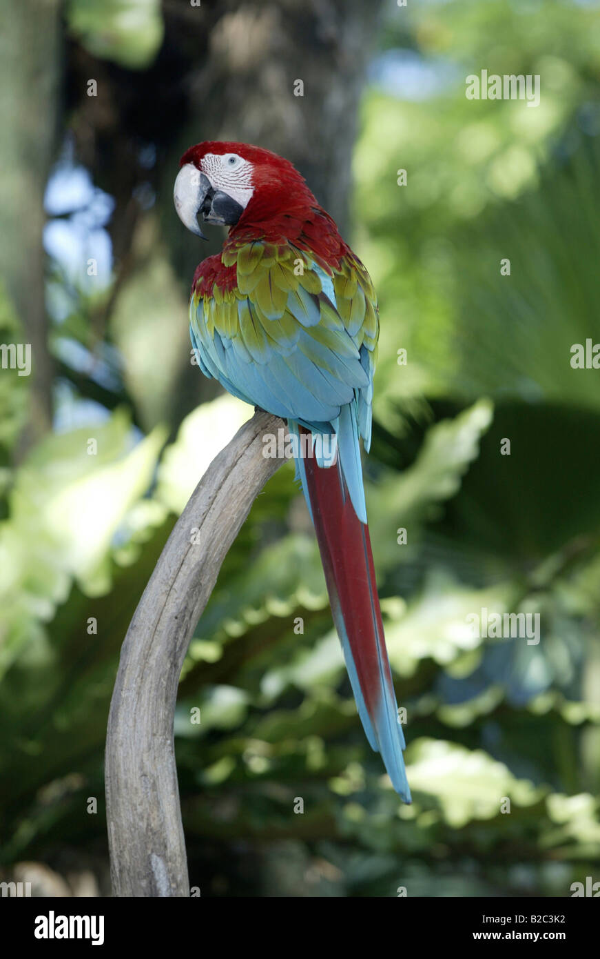 Ara à ailes vertes ou rouge et vert Macaw (Ara chloroptera), adulte, originaire de l'Amérique du Sud Banque D'Images
