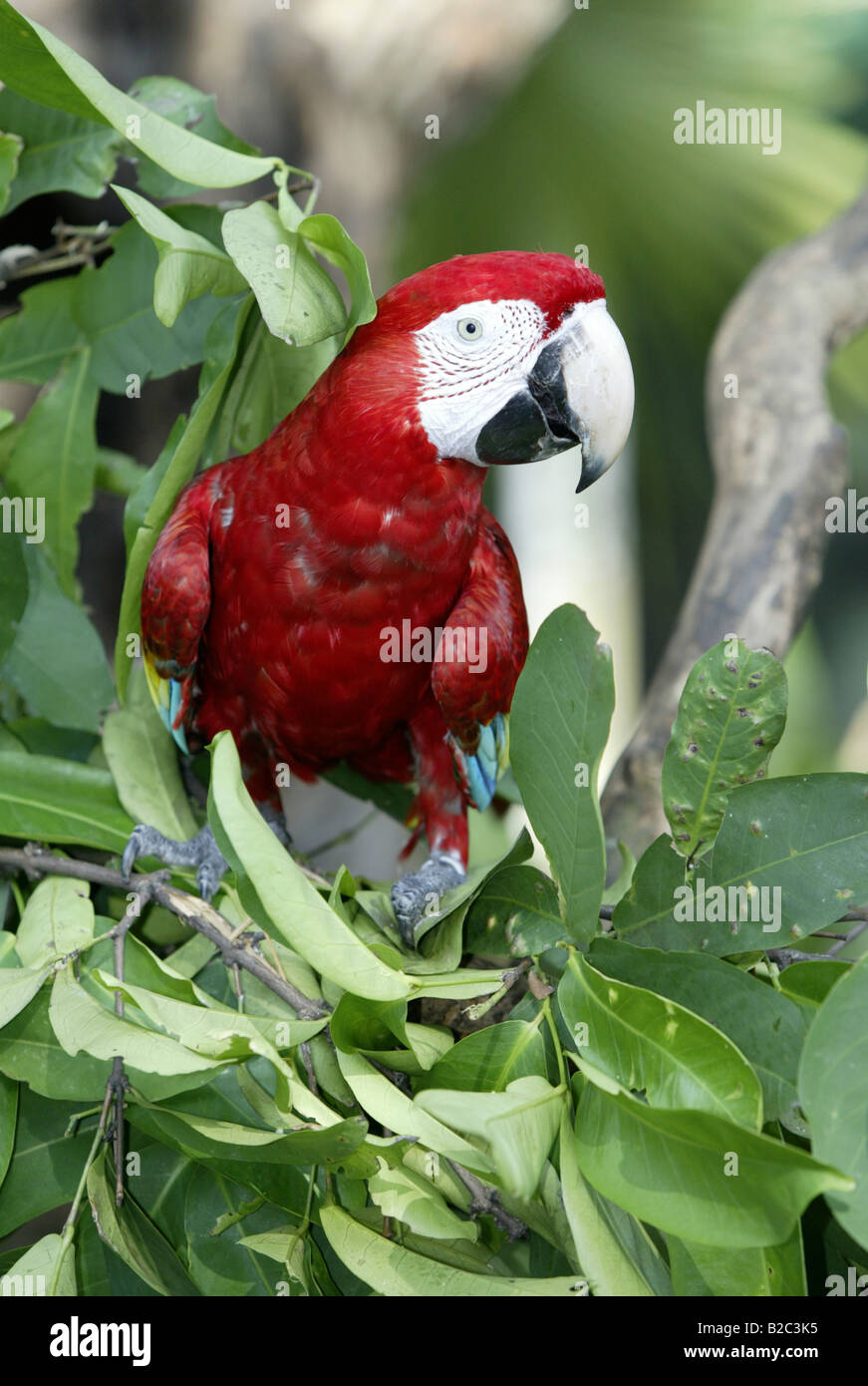 Ara à ailes vertes ou rouge et vert Macaw (Ara chloroptera), adulte, l'alimentation, originaire de l'Amérique du Sud Banque D'Images
