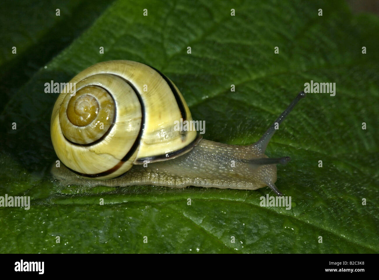 Grove ou Brown-labiés (escargot Cepaea nemoralis) Banque D'Images