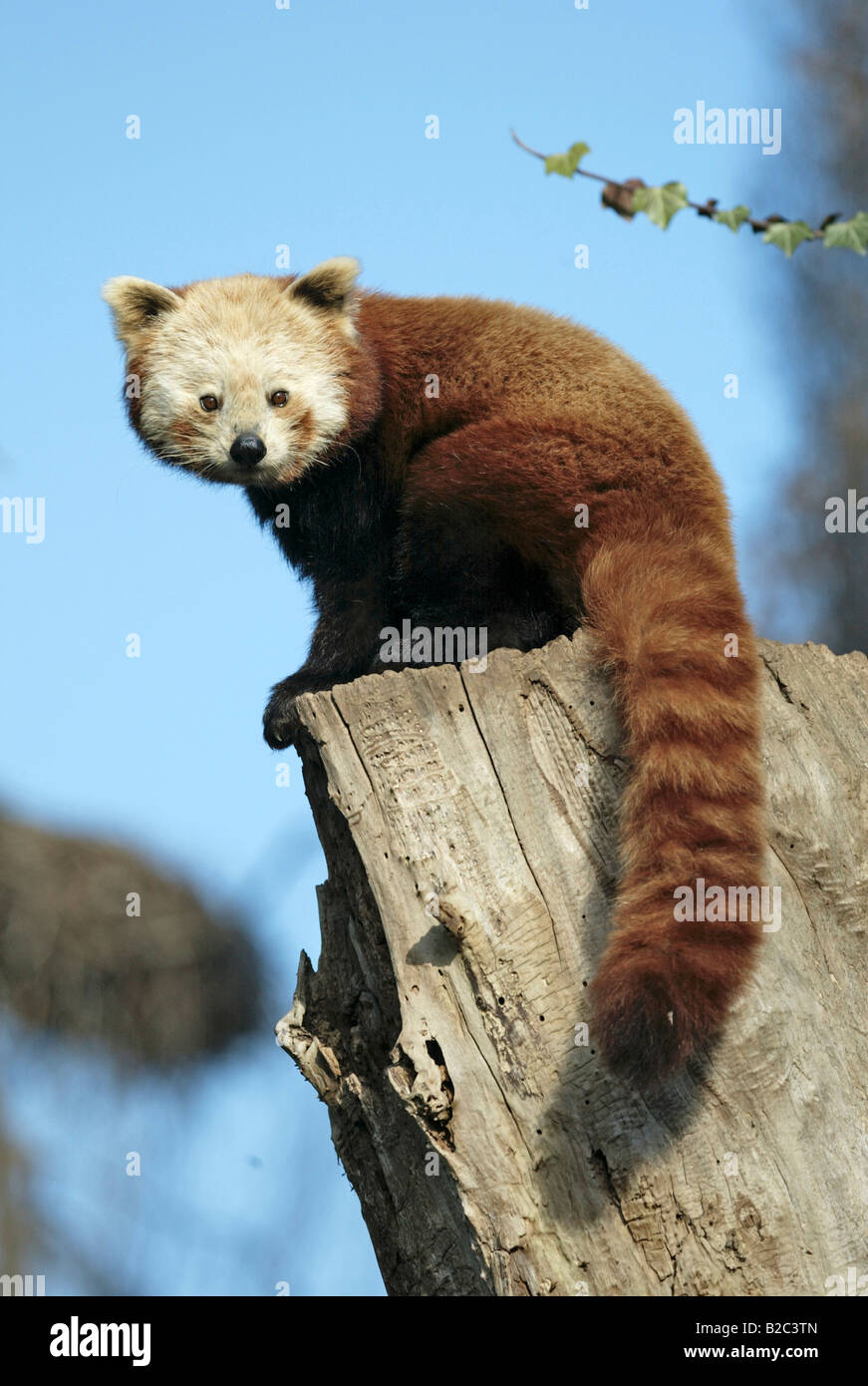 Panda rouge ou moins, Firefox (Ailurus fulgens fulgens), des profils dans un arbre, originaire d'Asie, Chine Banque D'Images