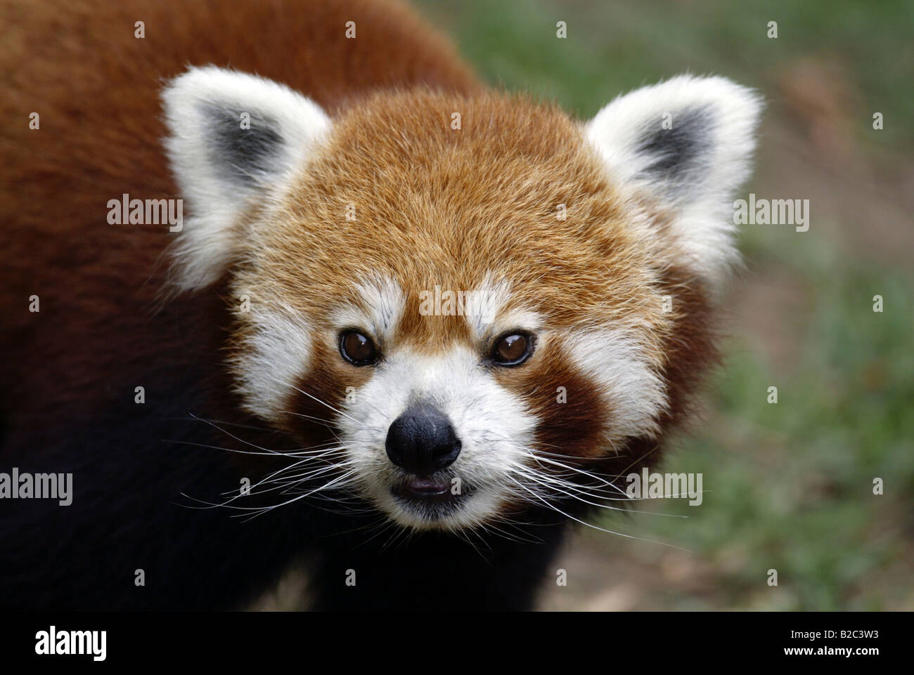 Portrait d'un panda rouge ou moins, Firefox (Ailurus fulgens fulgens), adulte, originaire d'Asie, Chine Banque D'Images