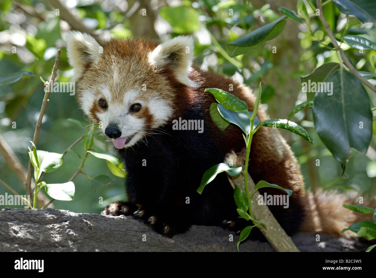 Portrait d'un panda rouge ou moins, Firefox (Ailurus fulgens fulgens), les jeunes adolescents, animal originaire d'Asie, Chine Banque D'Images