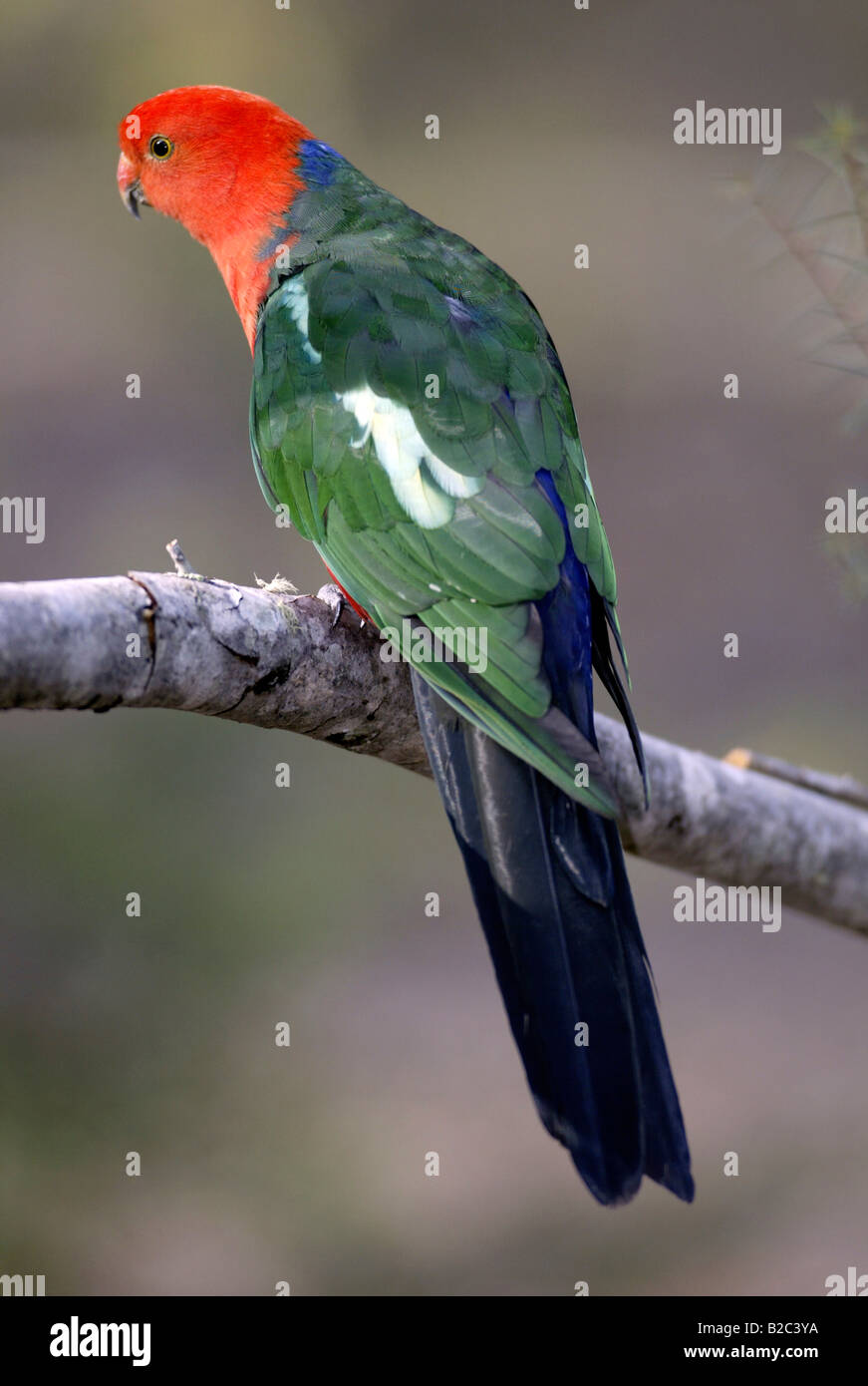 Australian King Parrot (Alisterus scapularis), adulte, homme, de l'Australie Banque D'Images