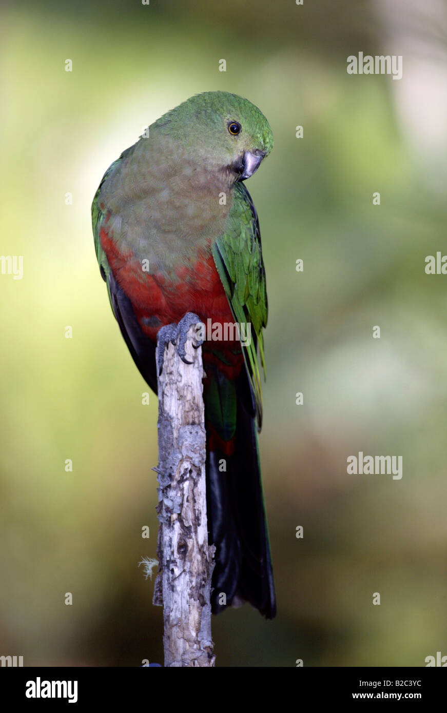 Australian King Parrot (Alisterus scapularis), adulte, femme, Australie Banque D'Images