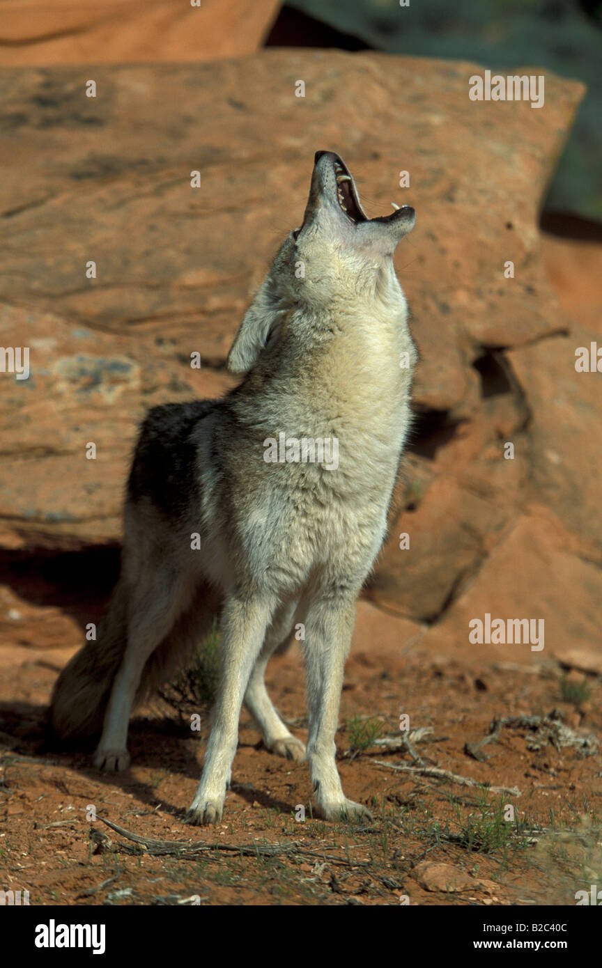 Loup des Prairies ou Coyote (Canis latrans), adulte, homme, hurlant tout en se tenant sur un rocher, désert de Sonora, en Arizona, USA Banque D'Images