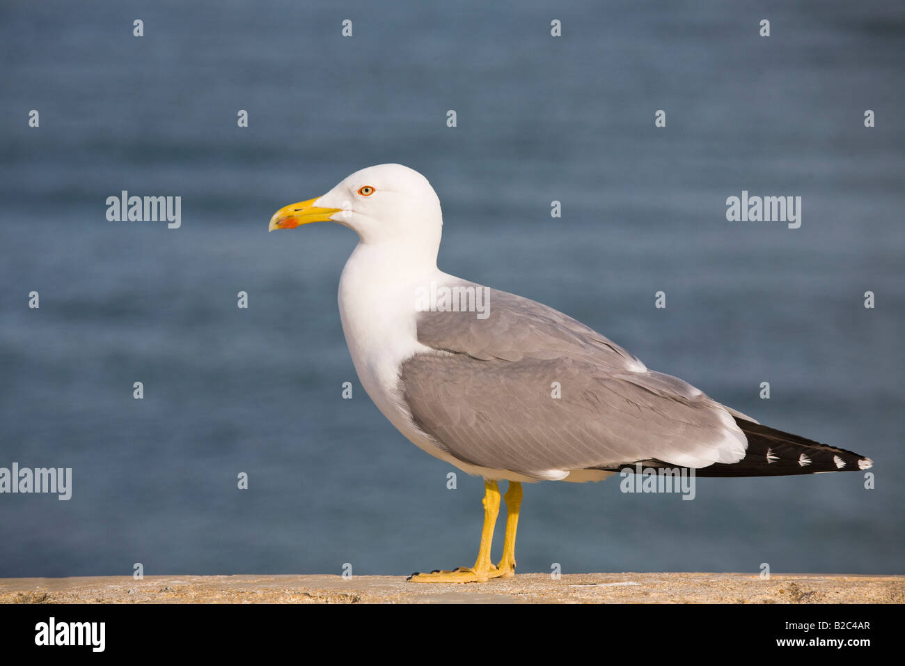 Sea Gull (Larus) Banque D'Images