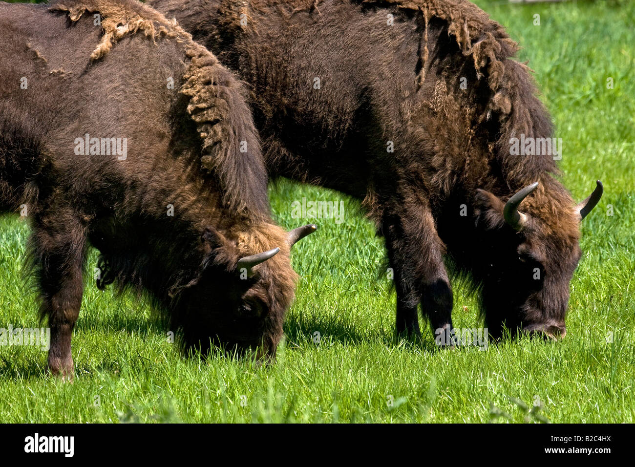 Le pâturage des bisons (Bison bonasus) Banque D'Images