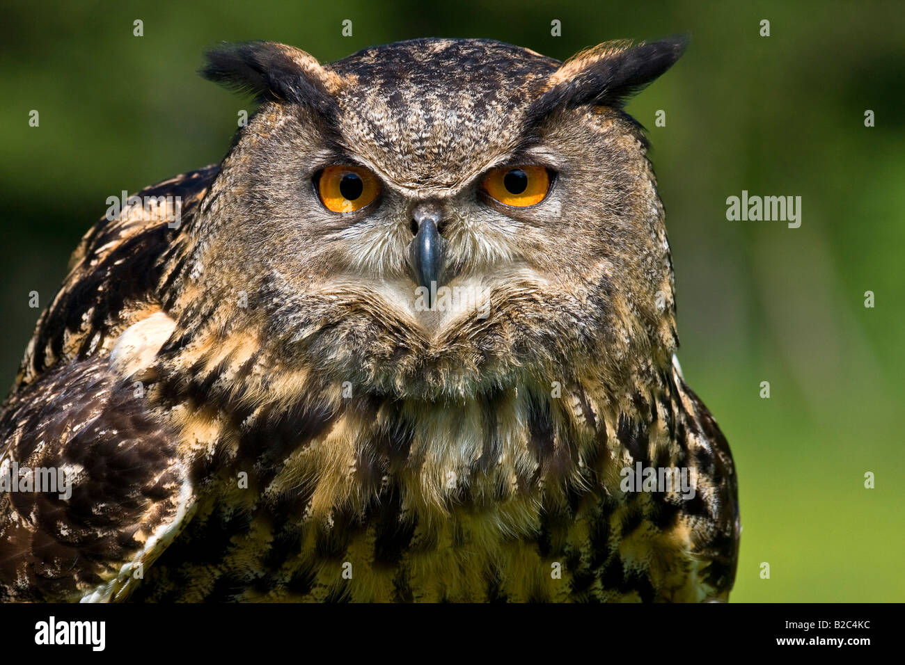 Grand Owl (Bubo bubo), portrait Banque D'Images