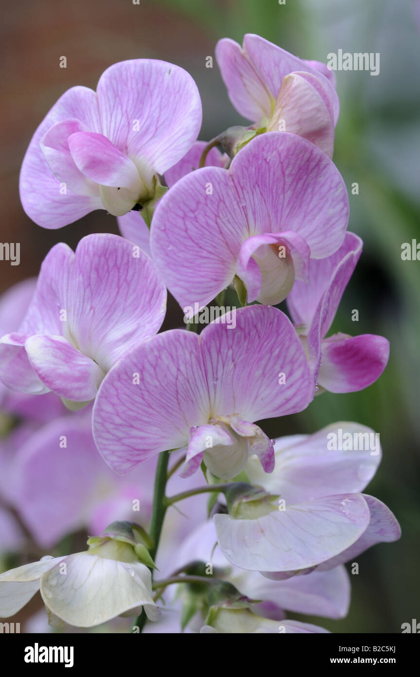 Sweetpea fleurs Banque D'Images