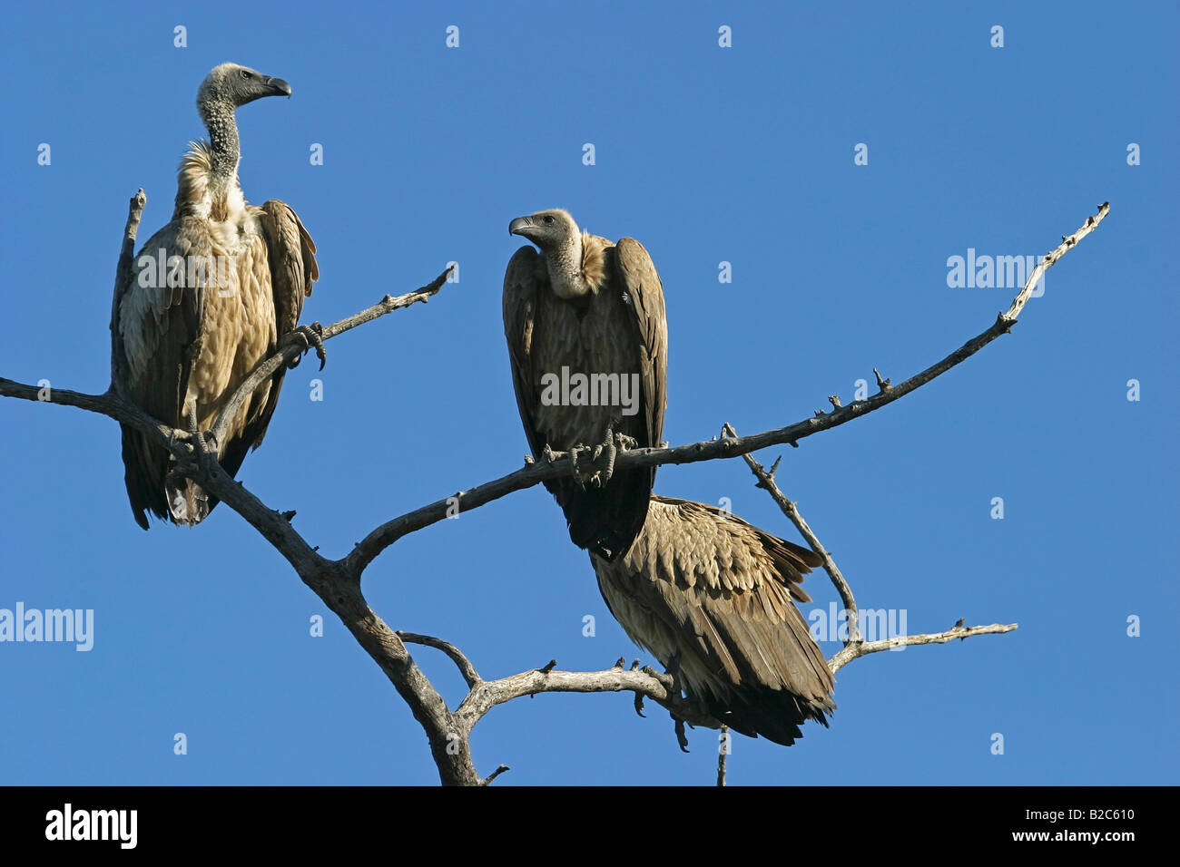 Cape, Cape Griffon Vulture (Gyps coprotheres), rivière Chobe National Park, Botswana, Africa Banque D'Images