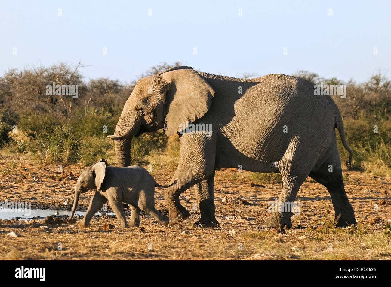 Bush africain Elephant (Loxodonta africana) avec veau à un étang, Etosha National Park, Namibie, Afrique Banque D'Images