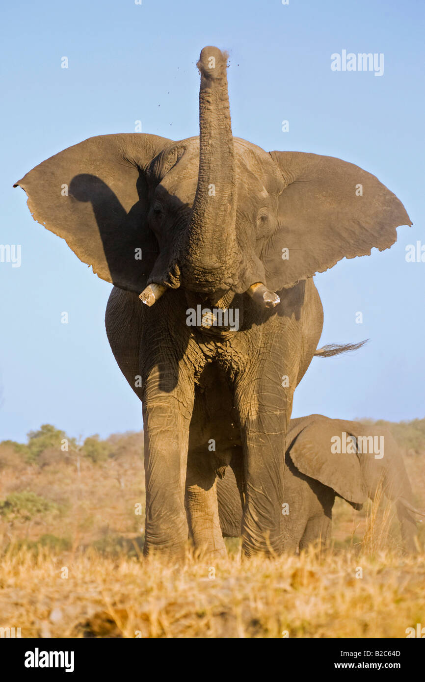 Bush africain Elephant (Loxodonta africana) enduit lui-même avec la poussière, rivière Chobe, Chobe National Park, Botswana, Africa Banque D'Images