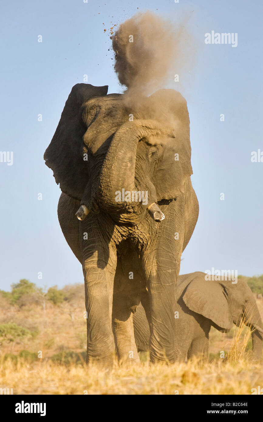 Bush africain Elephant (Loxodonta africana) enduit lui-même avec la poussière, rivière Chobe, Chobe National Park, Botswana, Africa Banque D'Images
