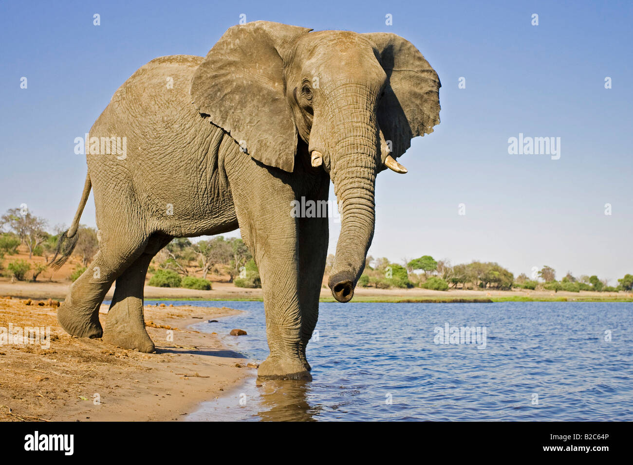 Bush africain Elephant (Loxodonta africana) dans la rivière Chobe, parc national de Chobe, Botswana, Africa Banque D'Images