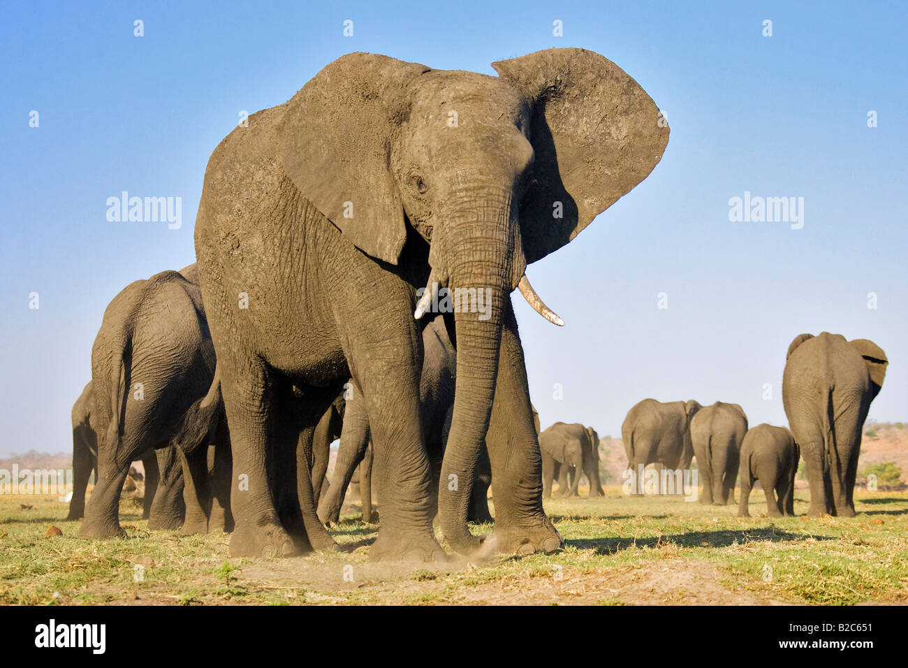 Bush africain Elephant (Loxodonta africana), Chobe National Park, Botswana, Africa Banque D'Images