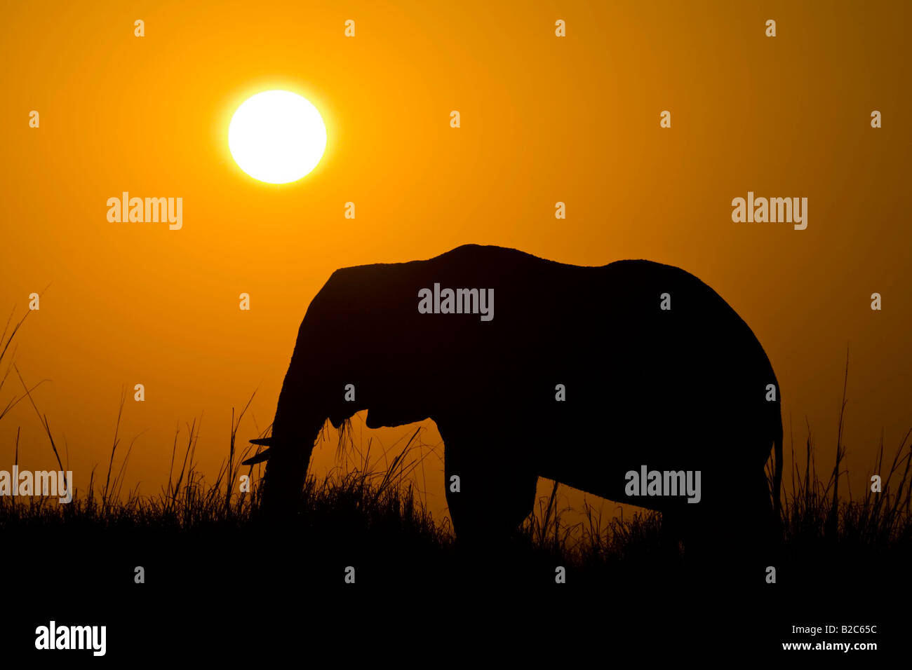 Bush africain Elephant (Loxodonta africana) pendant le coucher du soleil sur la rivière Chobe, Chobe National Park, Botswana, Africa Banque D'Images