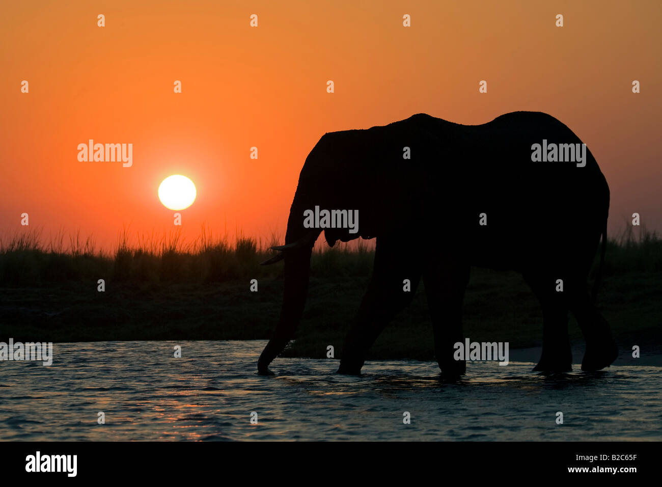 Bush africain Elephant (Loxodonta africana) pendant le coucher du soleil sur la rivière Chobe, Chobe National Park, Botswana, Africa Banque D'Images