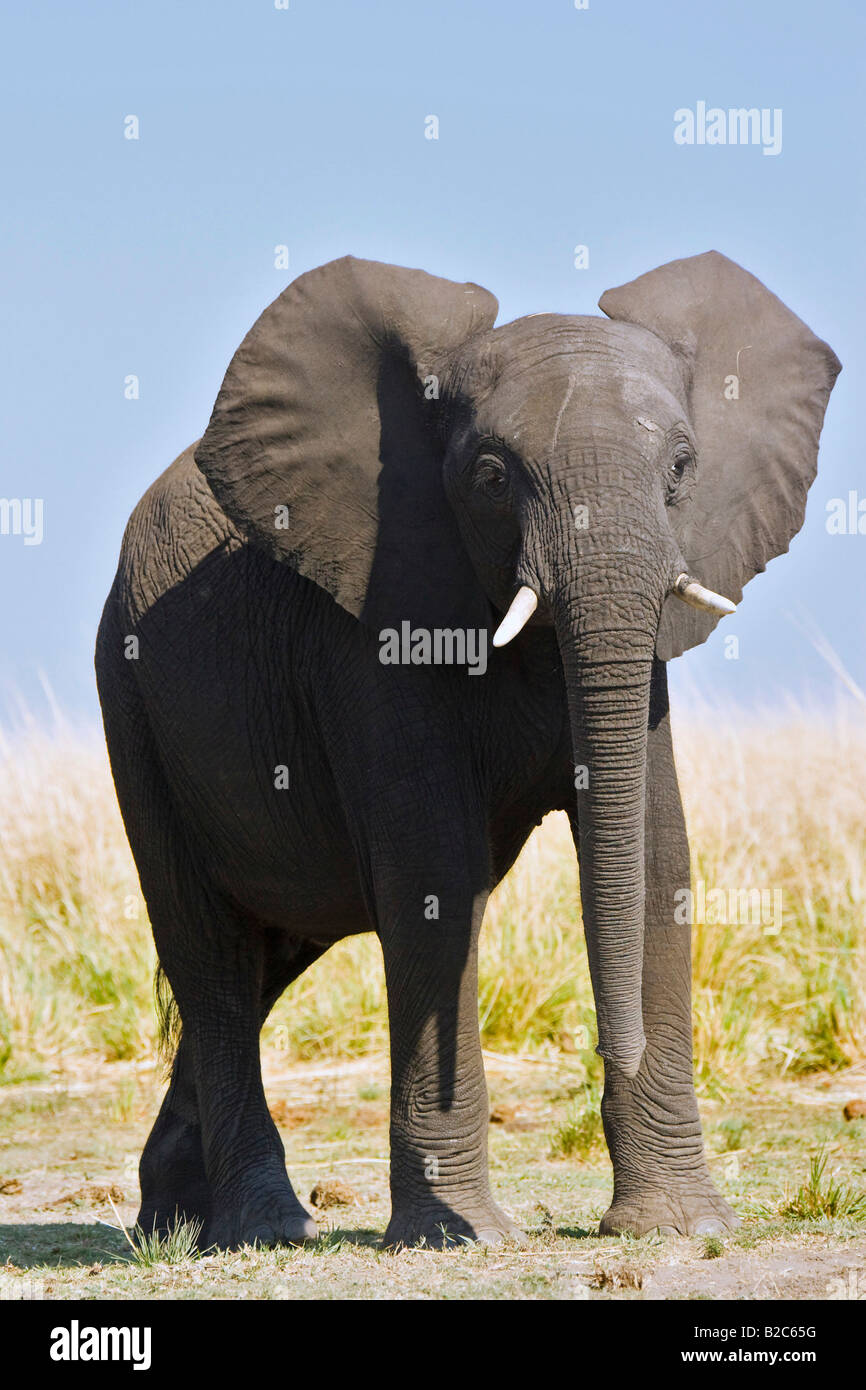 Bush africain Elephant (Loxodonta africana), rivière Chobe, Chobe National Park, Botswana, Africa Banque D'Images