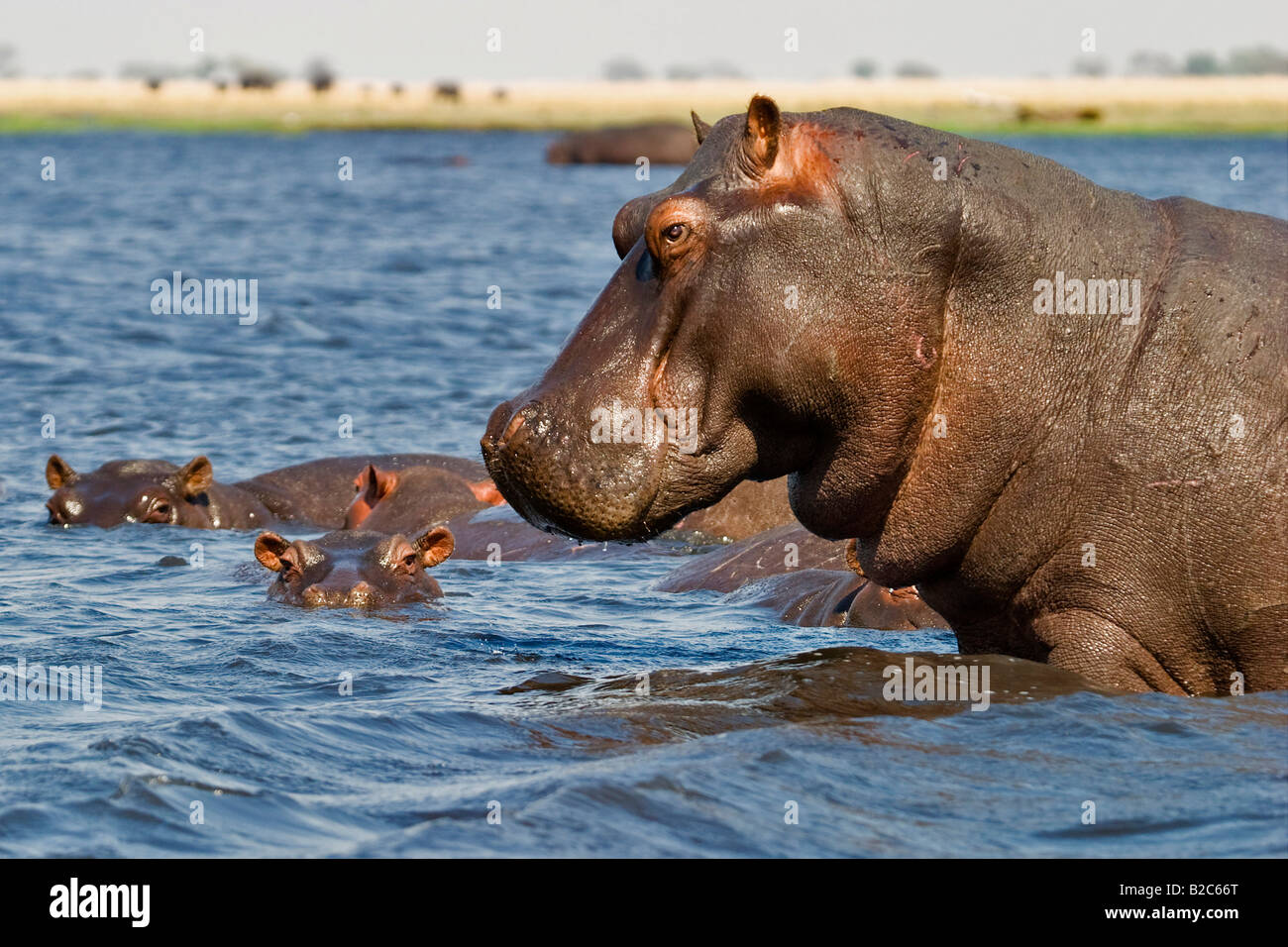Hippopotames ou Hippopotame (Hippopotamus amphibius), rivière Chobe, Chobe National Park, Botswana, Africa Banque D'Images