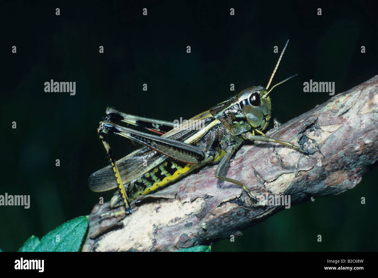 Grand Marais sauterelle (Mecostethus grossus) Banque D'Images