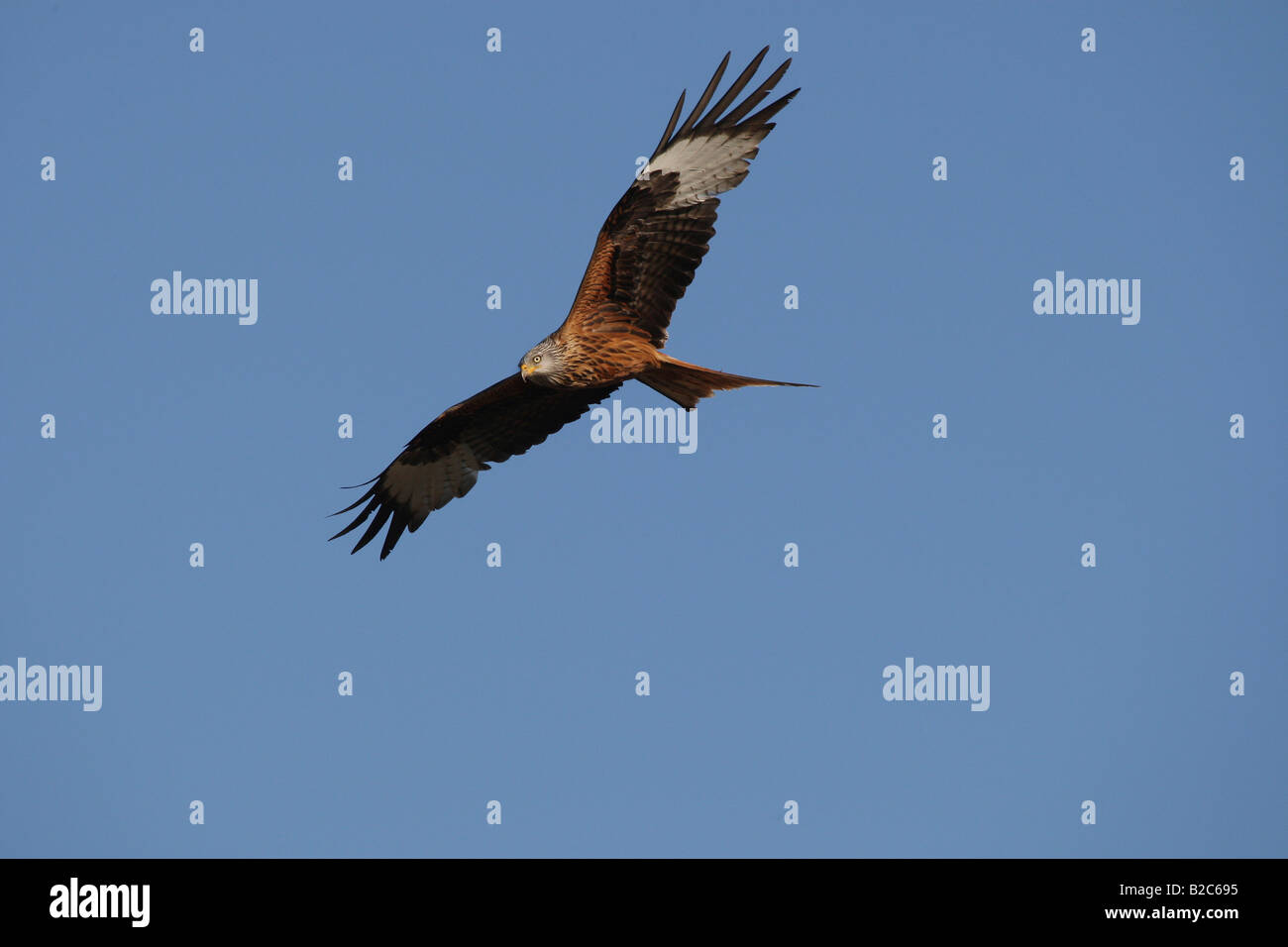 Le Milan royal (Milvus milvus), deltaplane Banque D'Images