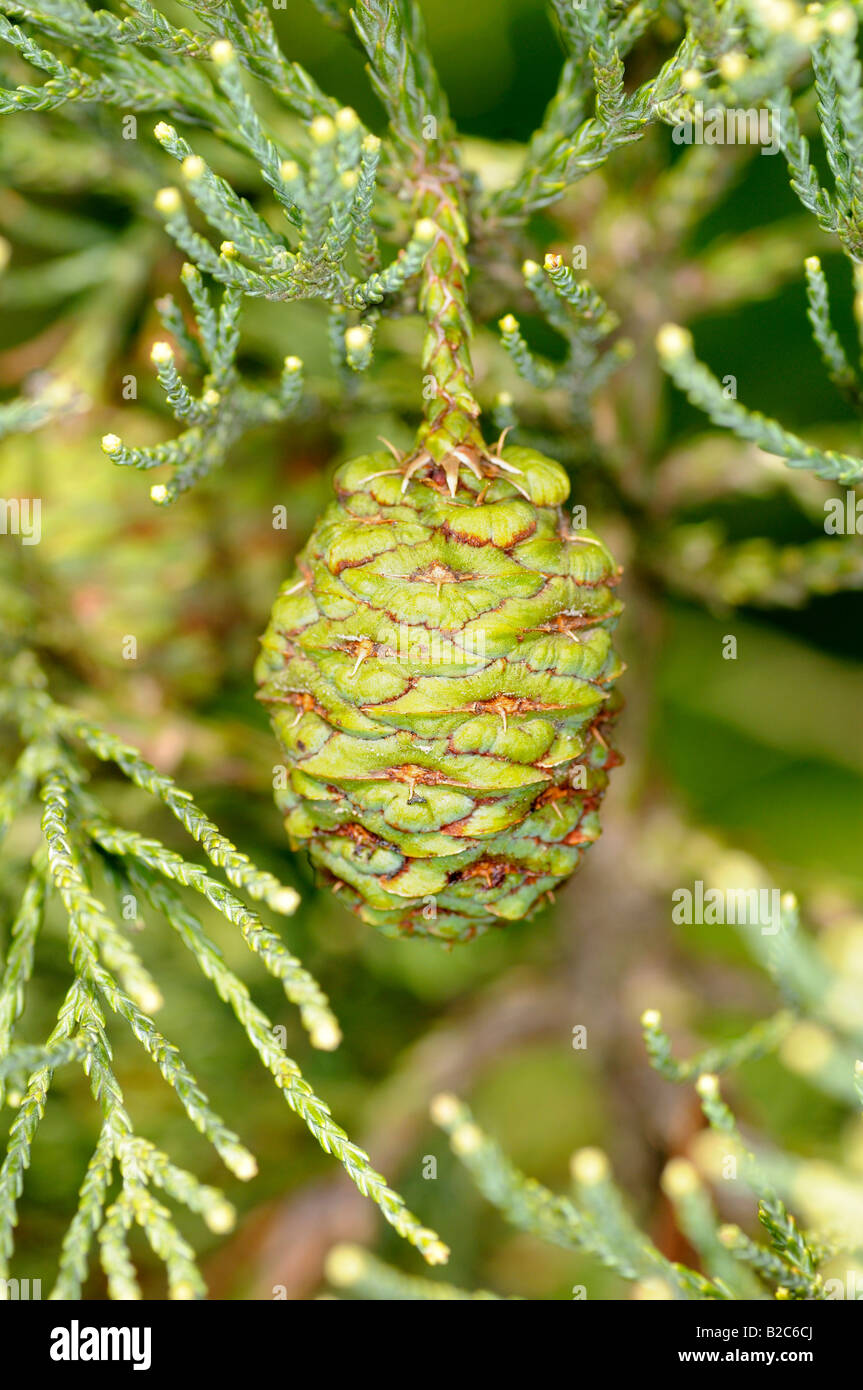 Un cône avec des aiguilles, le séquoia géant (Sequoiadendron giganteum) Banque D'Images