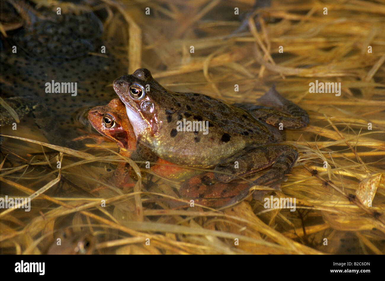 Grenouille rousse ou European Common Frog (Rana temporaria), de la famille des Ranidae, couple de frai Banque D'Images
