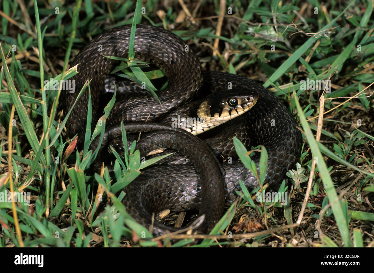 Grass Snake ou serpent annelé (Natrix natrix), famille des Colubridae Banque D'Images