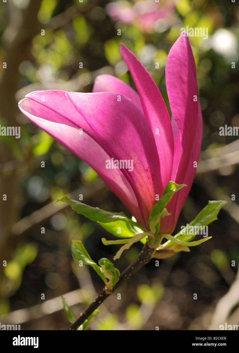 Lily Magnolia, Mulan Magnolia (Magnolia denudata) ouverture des fleurs, Botanischer Garten, jardin botanique, Munich, Germany, Europe Banque D'Images