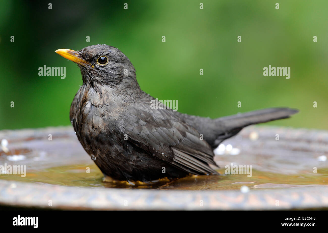 Blackbird femelle (Turdus merula) Echelle Banque D'Images