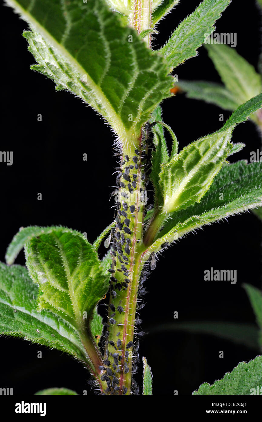 Les pucerons (Aphidoidea) être exploités par les fourmis (Formidicae) Banque D'Images