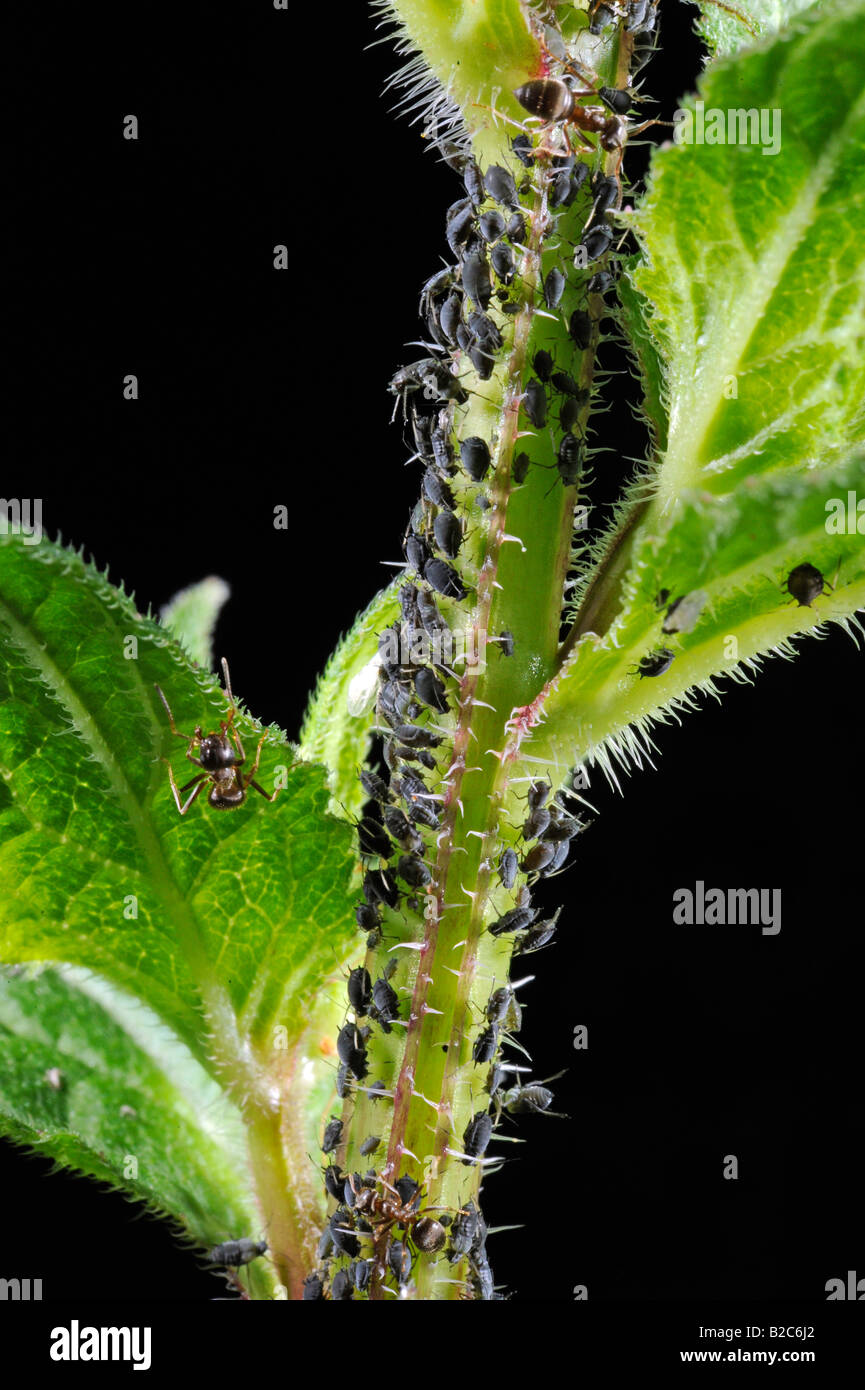 Les pucerons (Aphidoidea) être exploités par les fourmis (Formidicae) Banque D'Images