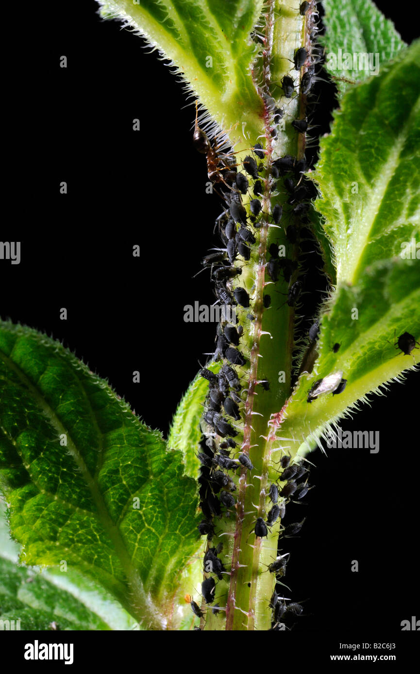 Les pucerons (Aphidoidea) être exploités par les fourmis (Formidicae) Banque D'Images