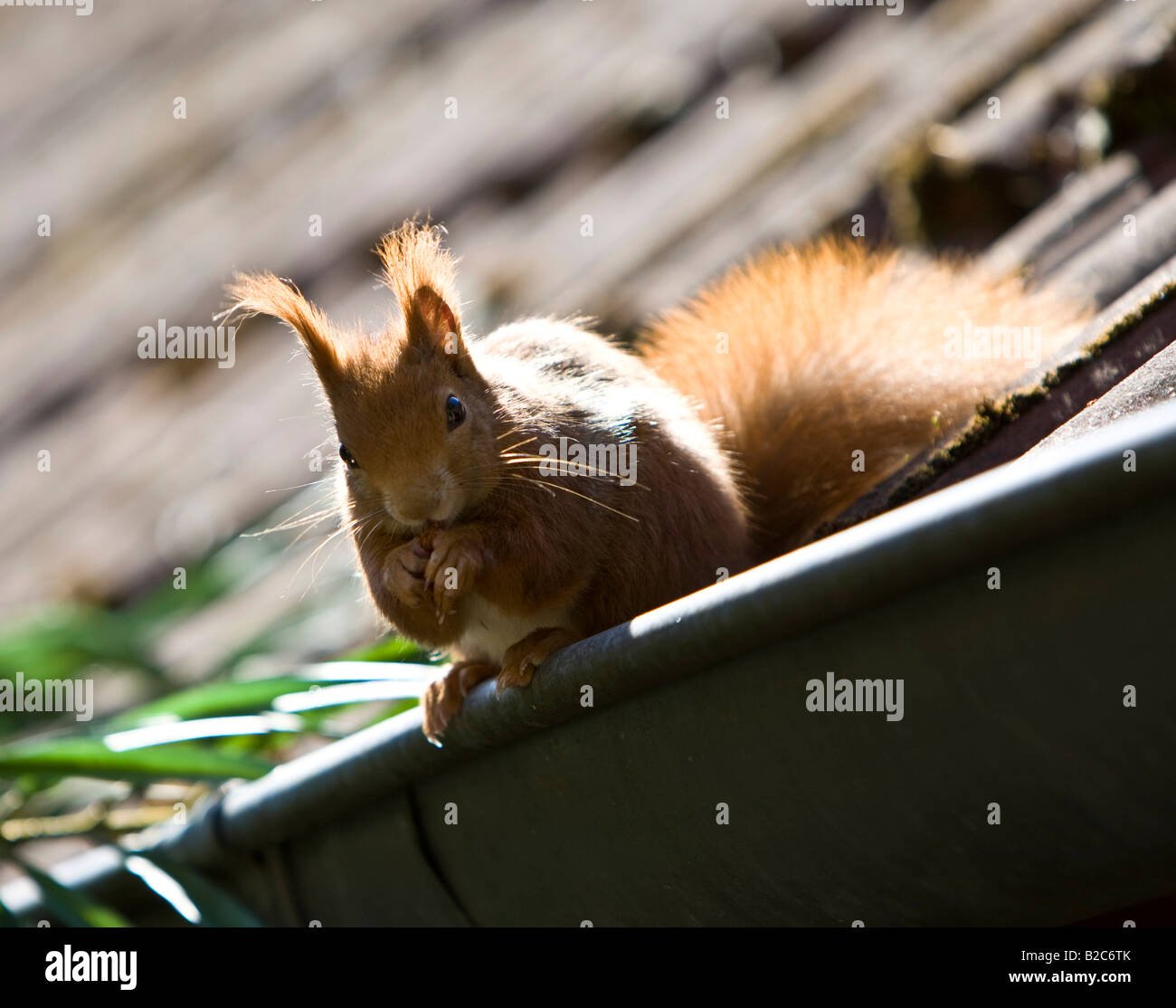 L'Écureuil roux (Sciurus vulgaris) assis sur un toit gouttière, Hesse, Germany, Europe Banque D'Images