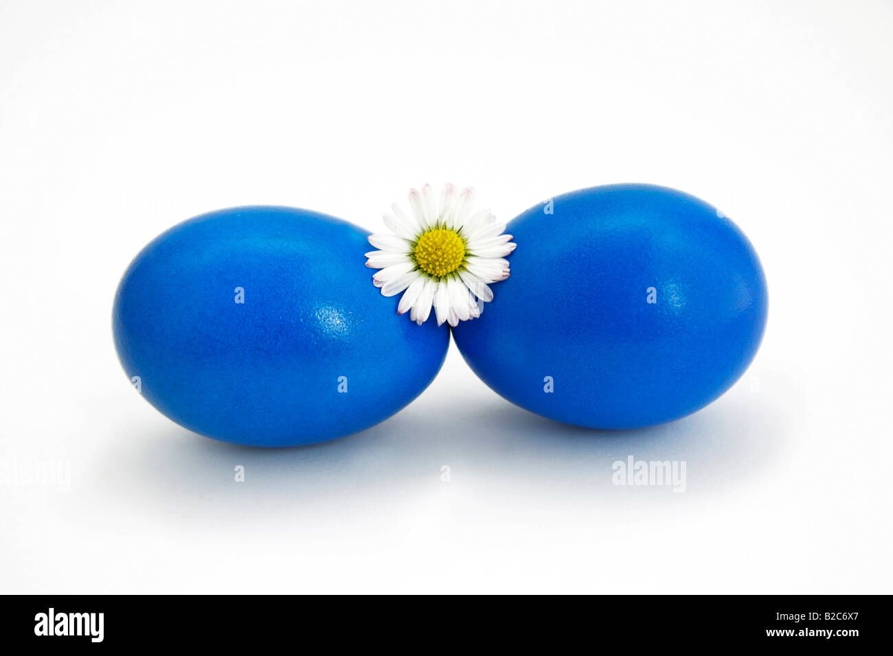 Deux œufs bleu, œufs de pâques avec Daisy Banque D'Images Deux œufs bleu, œufs de pâques avec Daisy Banque D'Images