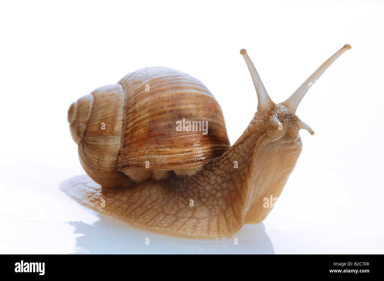 Escargot de Bourgogne, Roman Snail (Helix pomatia) sur une surface brillante Banque D'Images