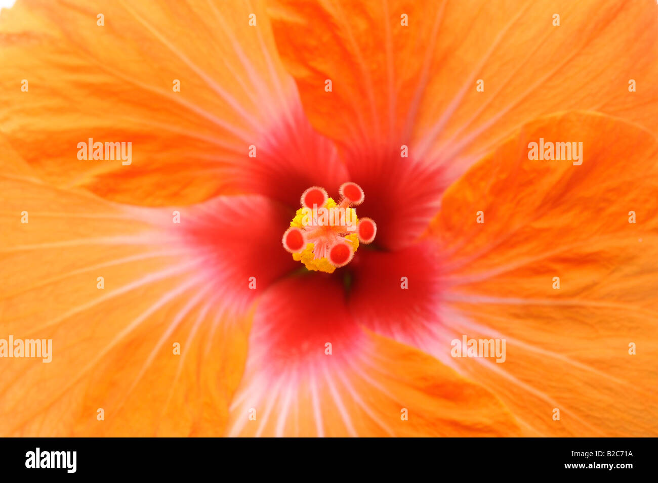Gros plan d'une fleur d'Hibiscus (Hibiscus) Banque D'Images
