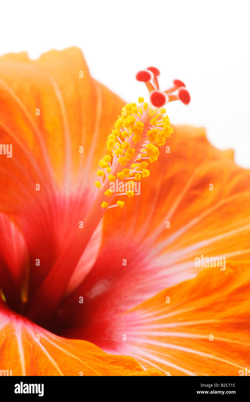 Close-up d'une orange Hibiscus (Hibiscus) flower Banque D'Images
