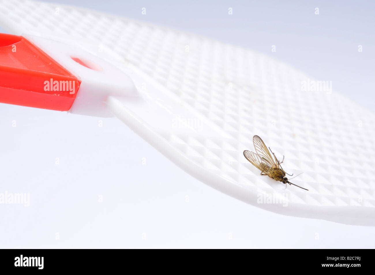 Chambre morts (Moustiques Culex pipiens) sur une tapette à mouche Banque D'Images