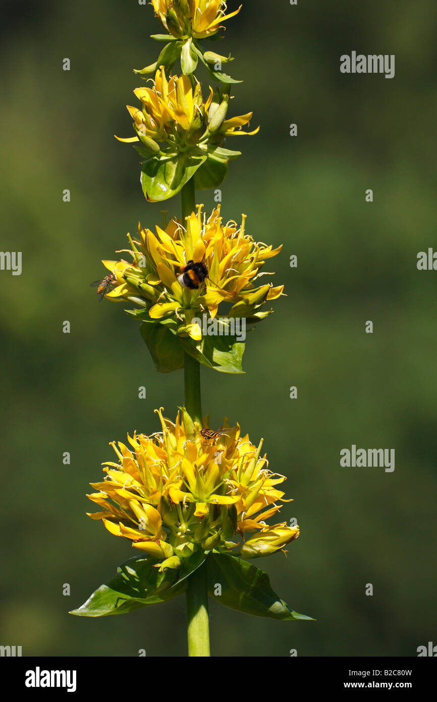 Grande Gentiane jaune (Gentiana lutea), fleur, une plante médicinale protégée des Alpes Banque D'Images
