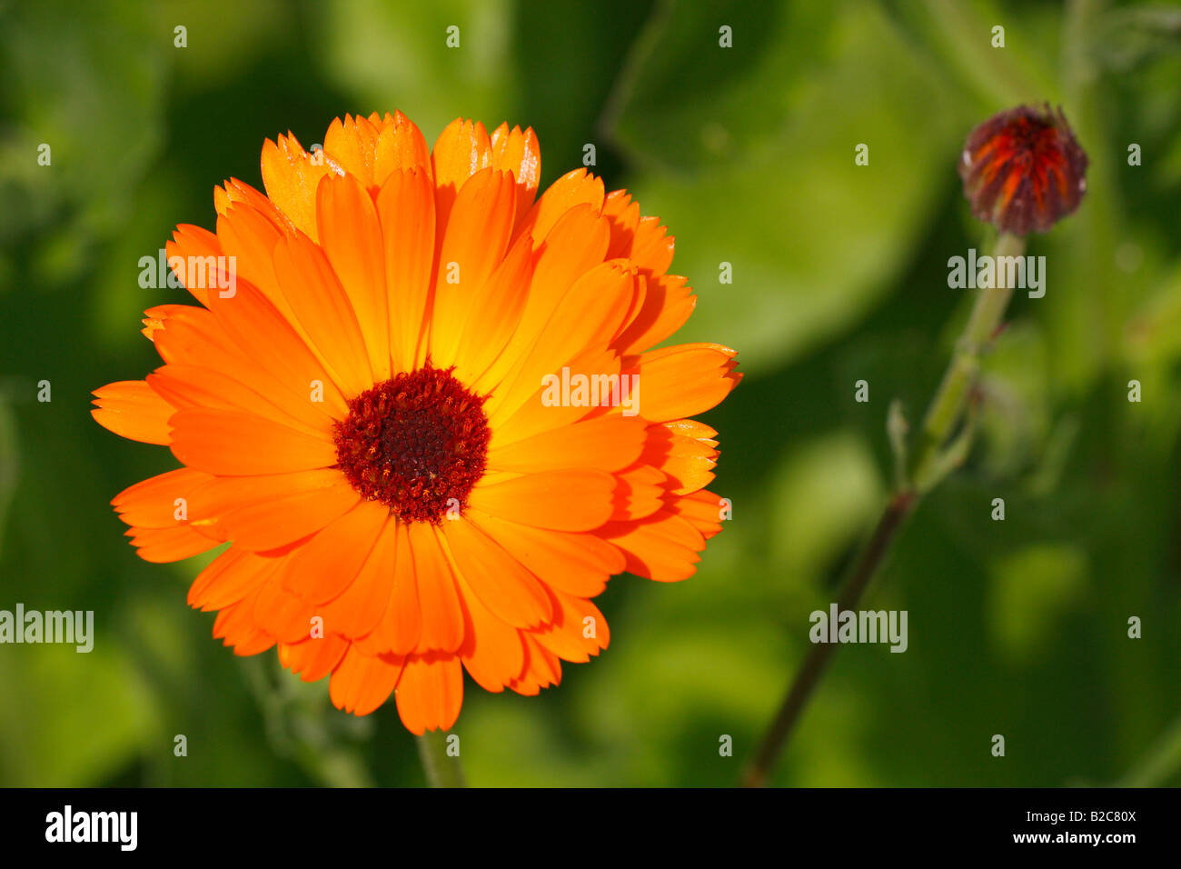 Souci officinal, French Marigold (Calendula officinalis), de plantes médicinales, de fleurs Banque D'Images